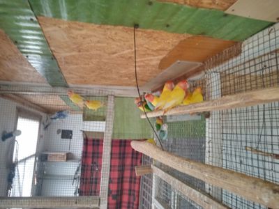 Продам молодих неразлучків