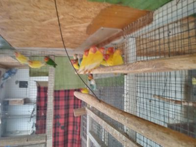 Продам молодих неразлучків