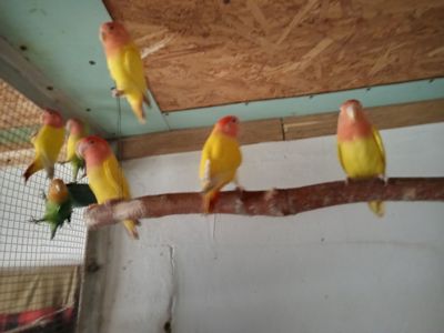 Продам молодих неразлучків