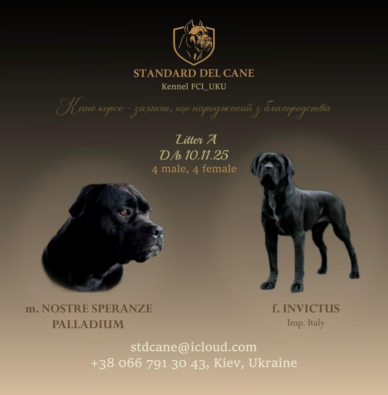 дівчинка кане корсо