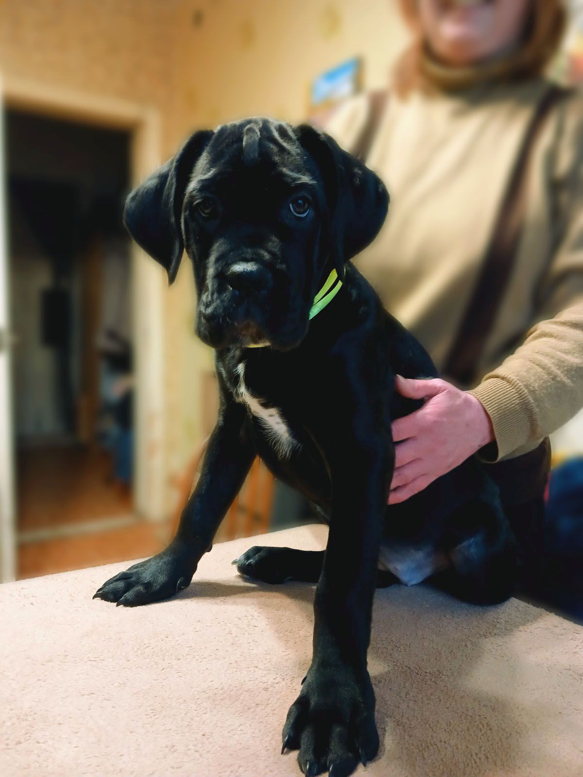 дівчинка кане корсо