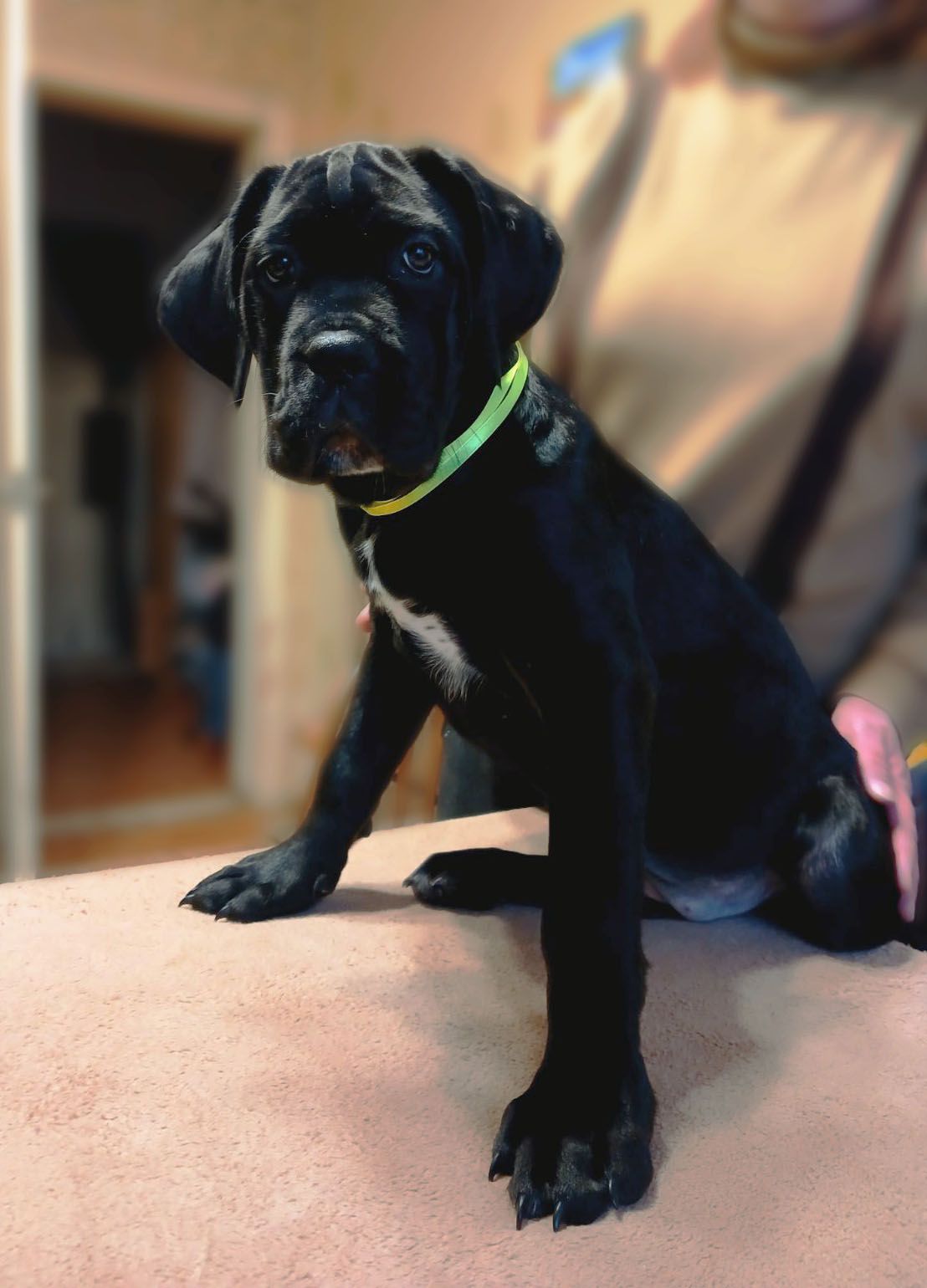 дівчинка кане корсо