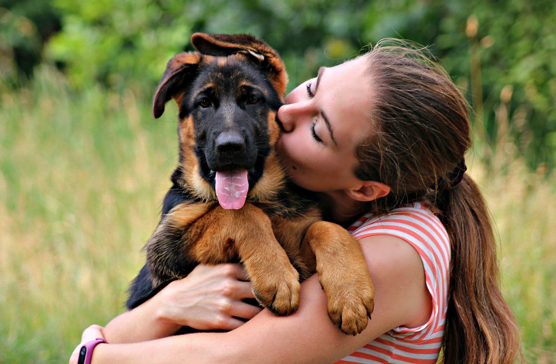 Офіційний племінний розплідник - пропунує цуцент німецької вівчарки