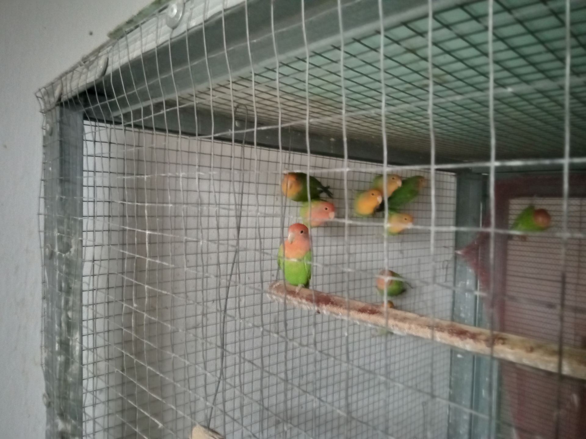 Неразлучнік Миколаїв