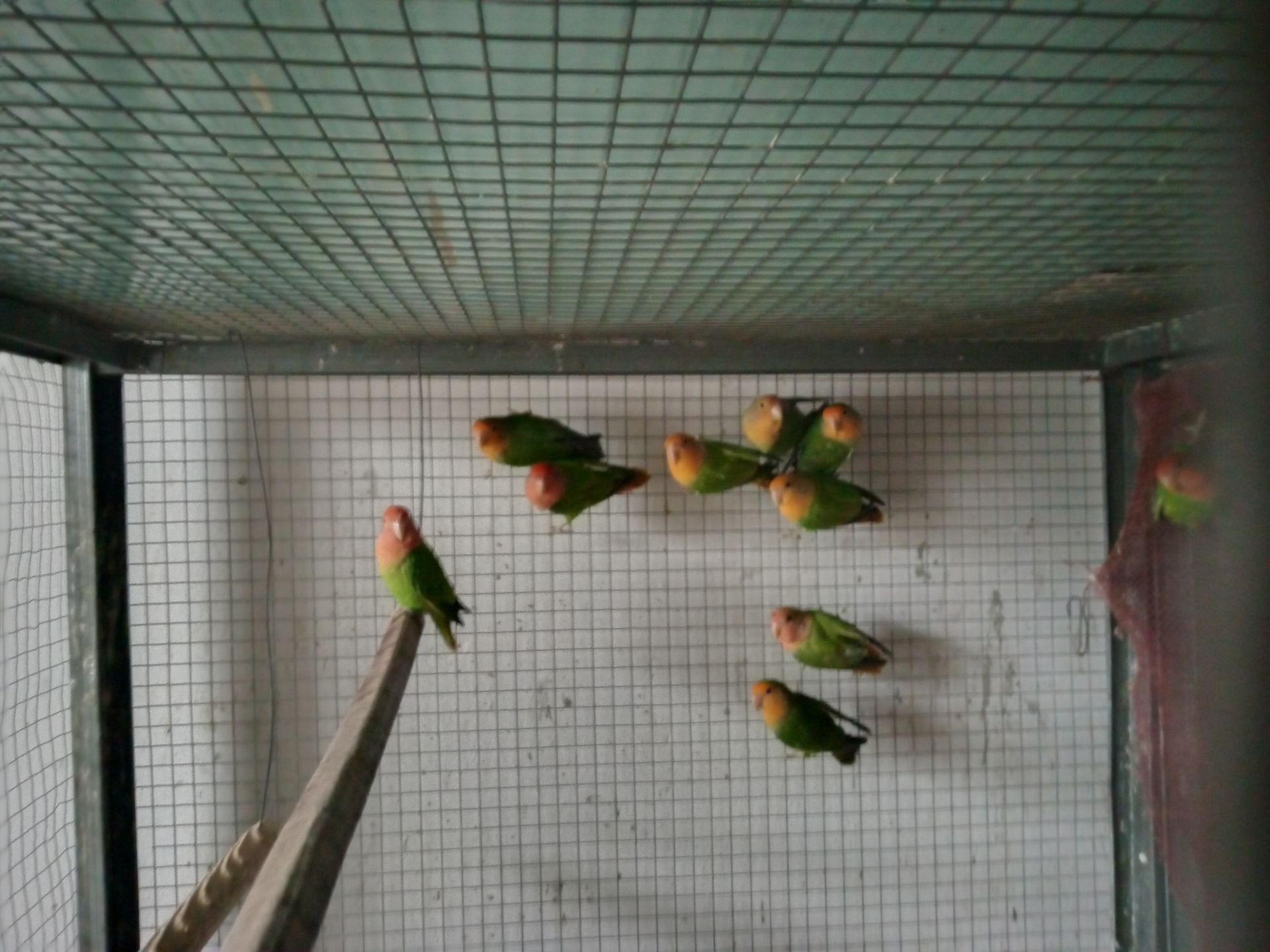 Неразлучнік Миколаїв