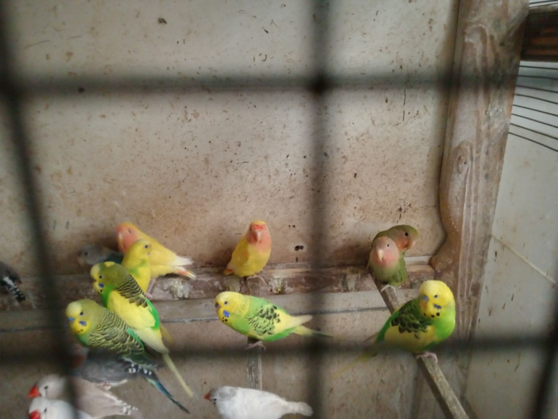 Неразлучнік Миколаїв