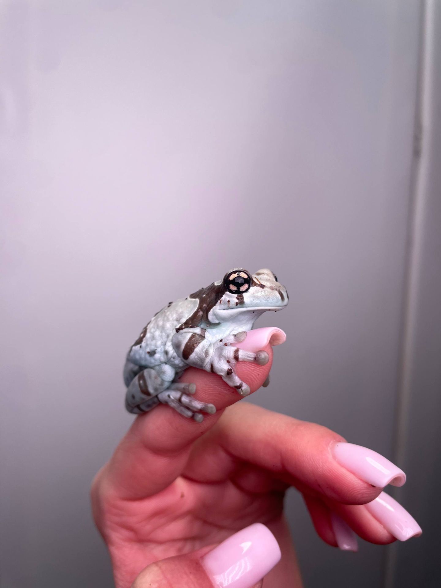 Жабовидна квакша, жабка арлекін, молочна жаба, амазонська молочна квакша, ручна безпечна жаба