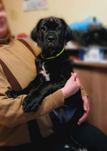 дівчинка кане корсо