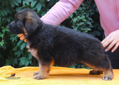 Офіційний племінний розплідник - пропунує цуцент німецької вівчарки