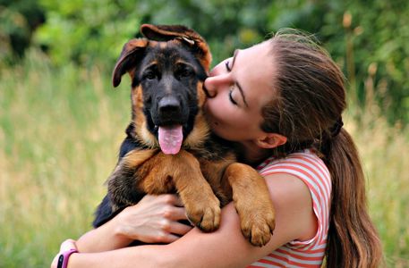 Офіційний племінний розплідник - пропунує цуцент німецької вівчарки