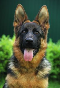 Офіційний племінний розплідник - пропунує цуцент німецької вівчарки