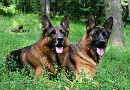 Офіційний племінний розплідник - пропунує цуцент німецької вівчарки