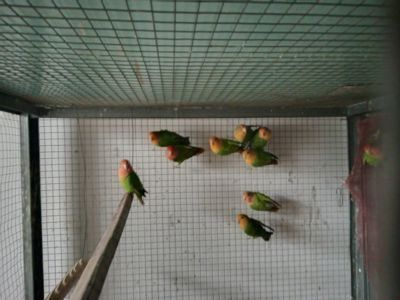 Неразлучнік Миколаїв