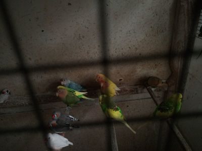 Неразлучнік Миколаїв