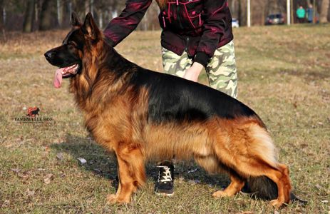 Офіційний племінний розплідник - пропунує цуцент німецької вівчарки