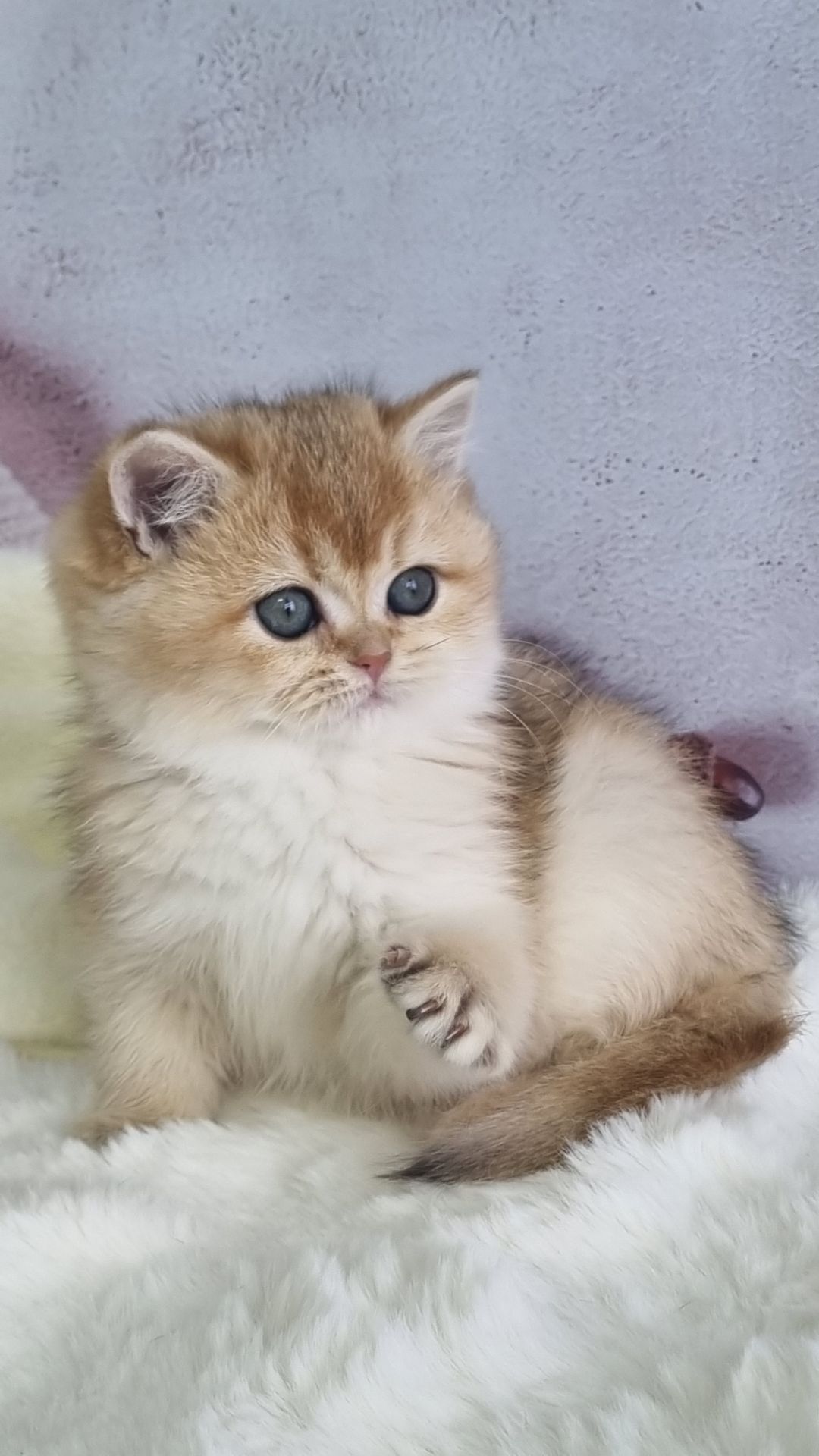 Британська золота шиншила