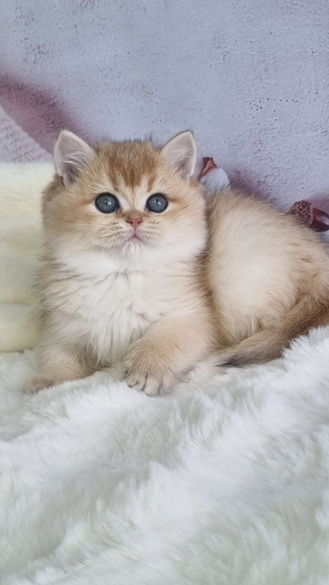 Британська золота шиншила