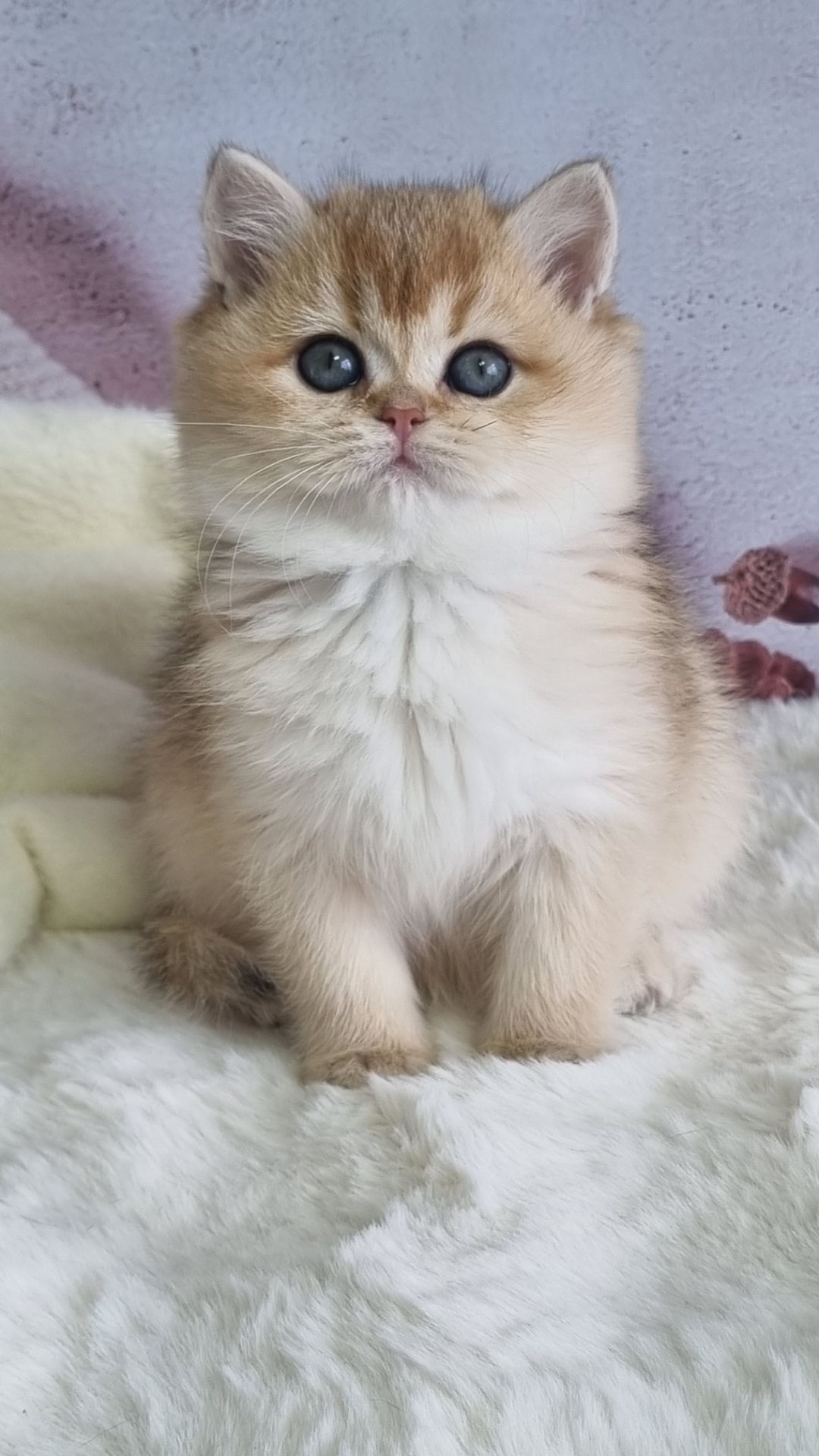 Британська золота шиншила