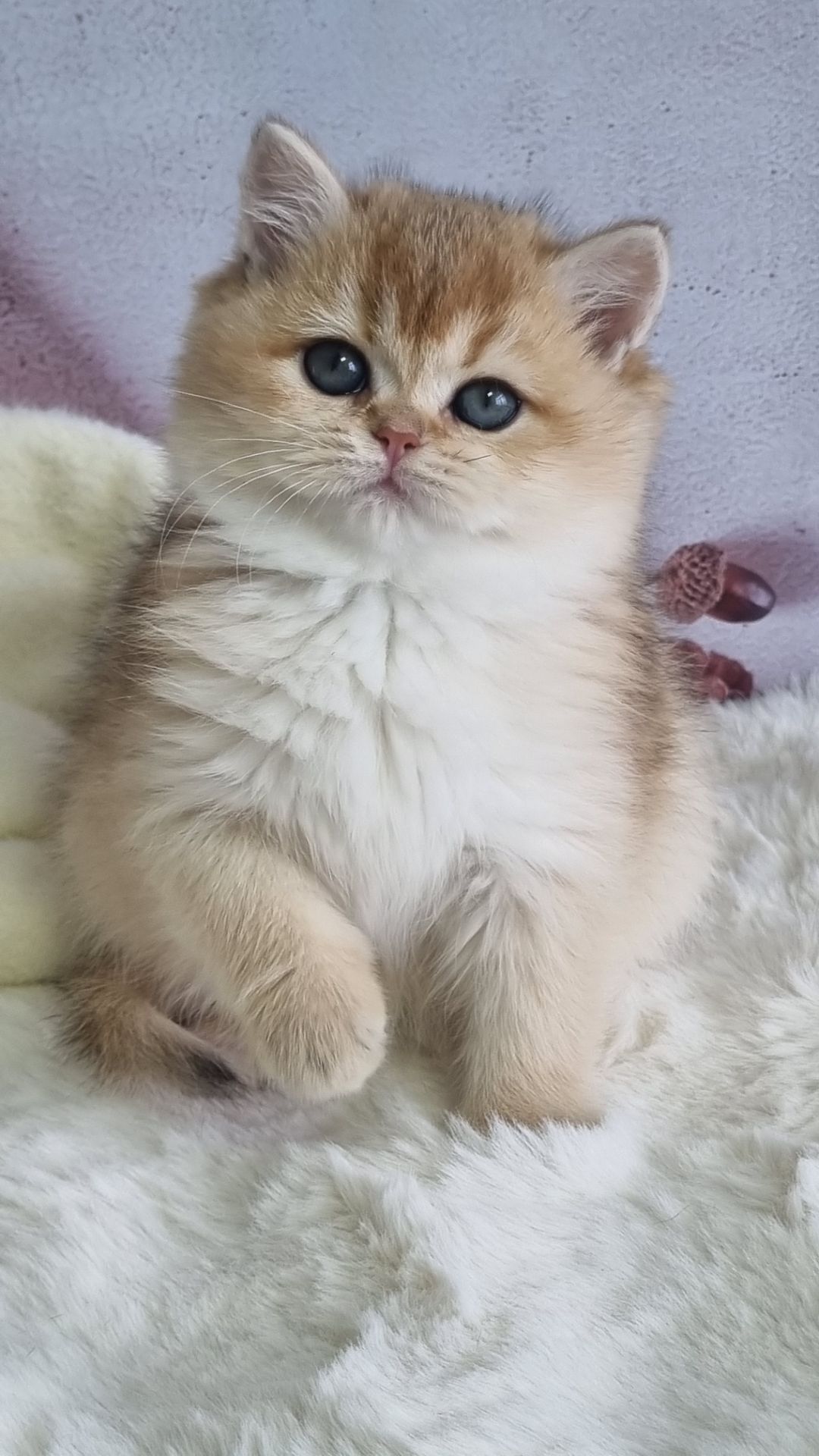 Британська золота шиншила