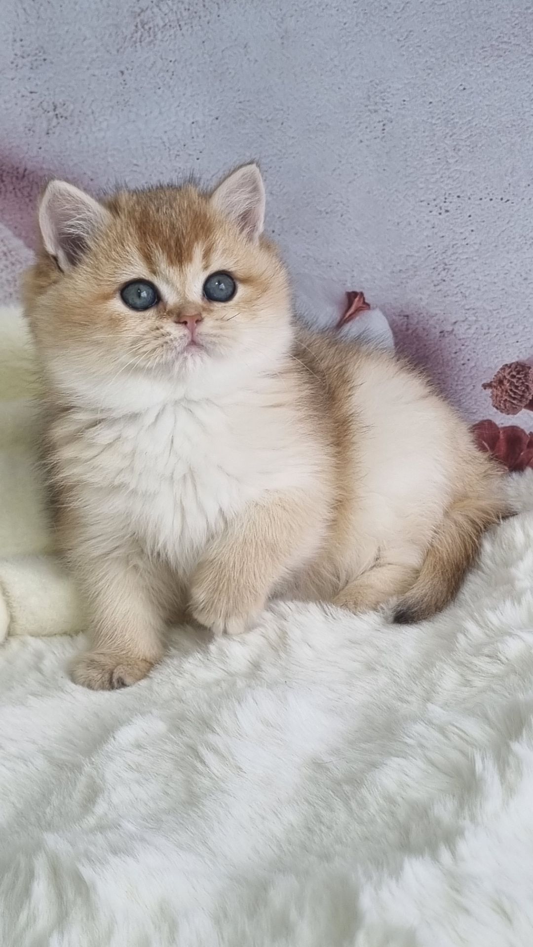 Британська золота шиншила