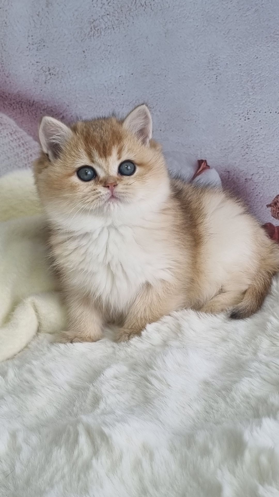 Британська золота шиншила