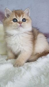 Британська золота шиншила