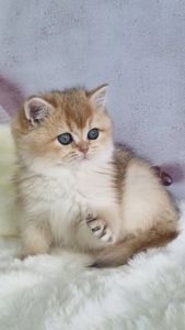 Британська золота шиншила