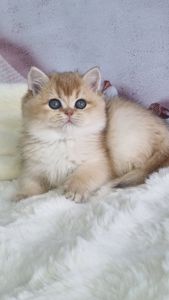 Британська золота шиншила