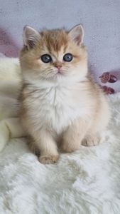 Британська золота шиншила