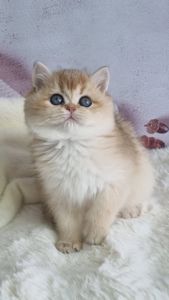 Британська золота шиншила