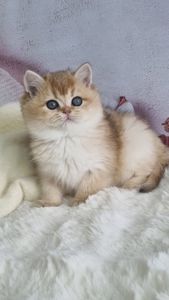 Британська золота шиншила