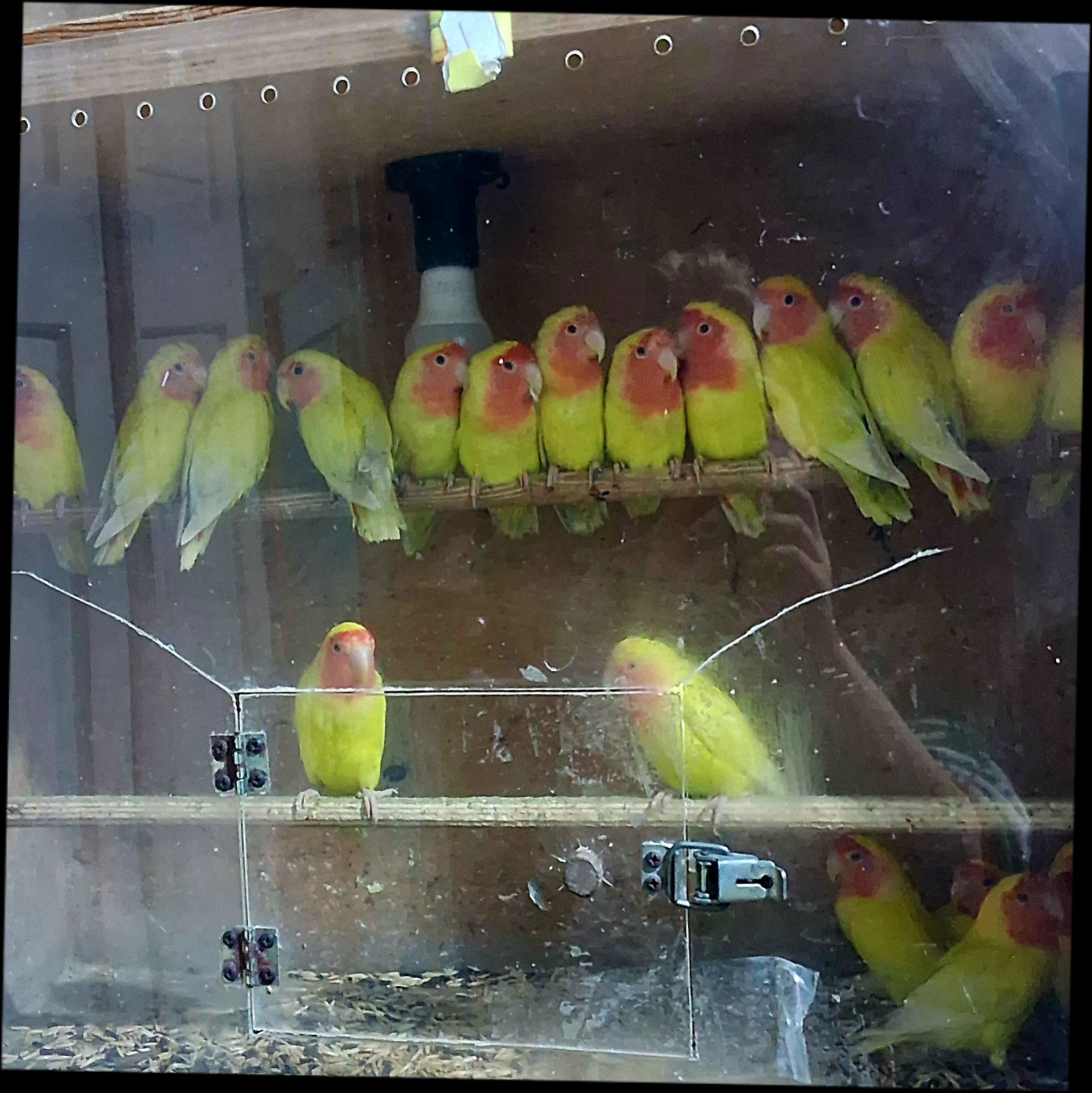 Нерозлучники