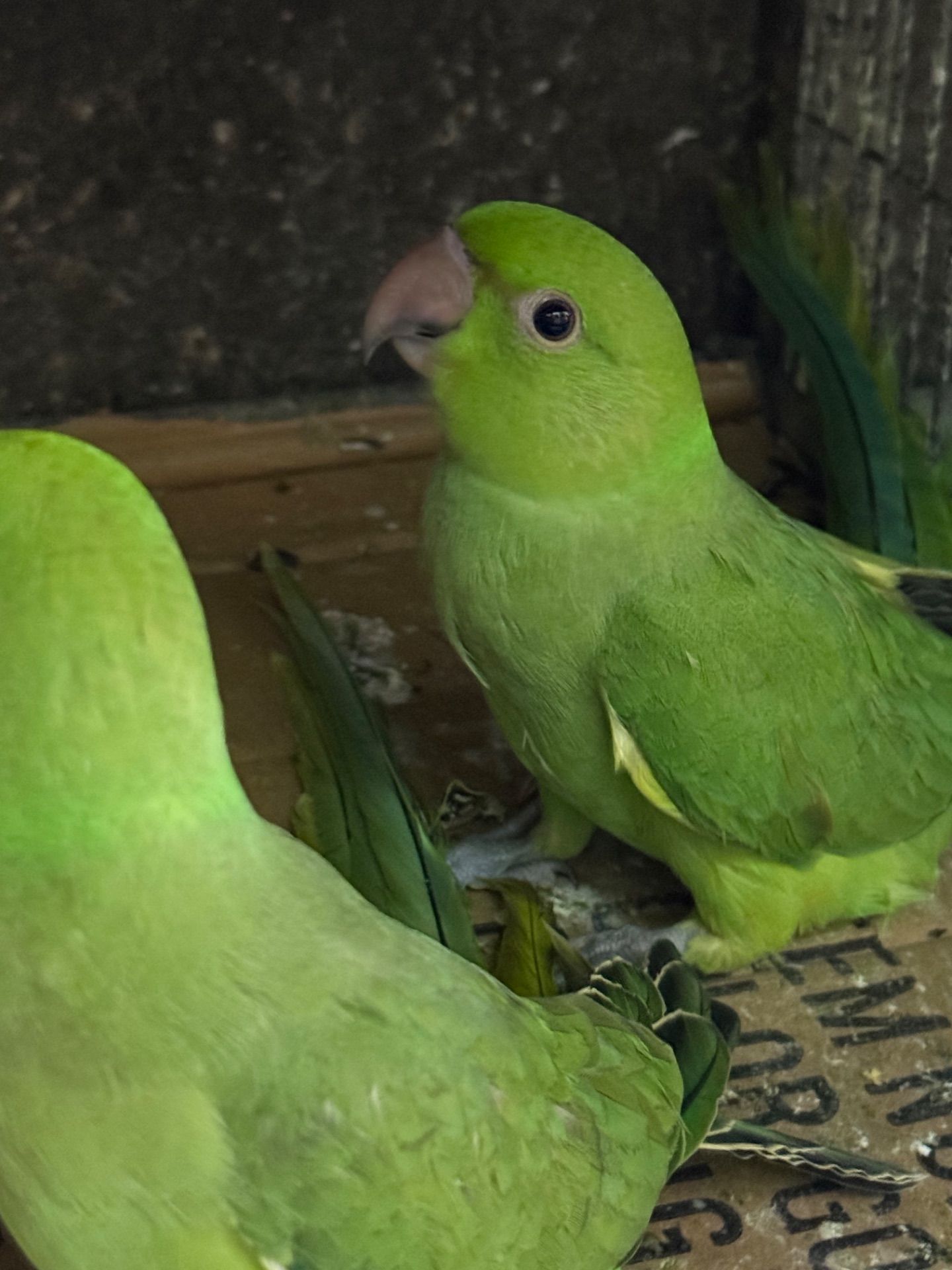 Нимистові ожерелові папуги пташенятка