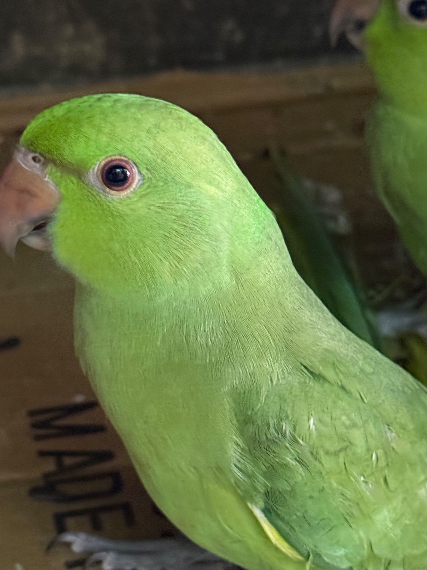 Нимистові ожерелові папуги пташенятка