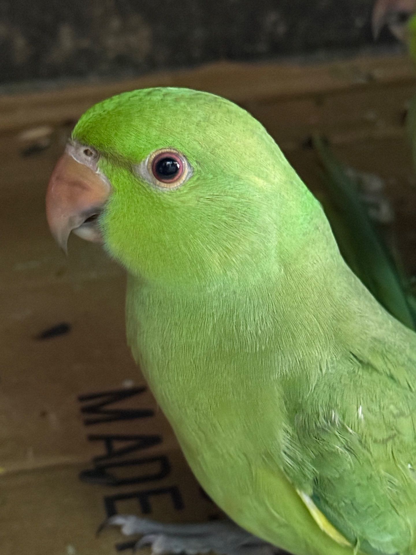 Нимистові ожерелові папуги пташенятка