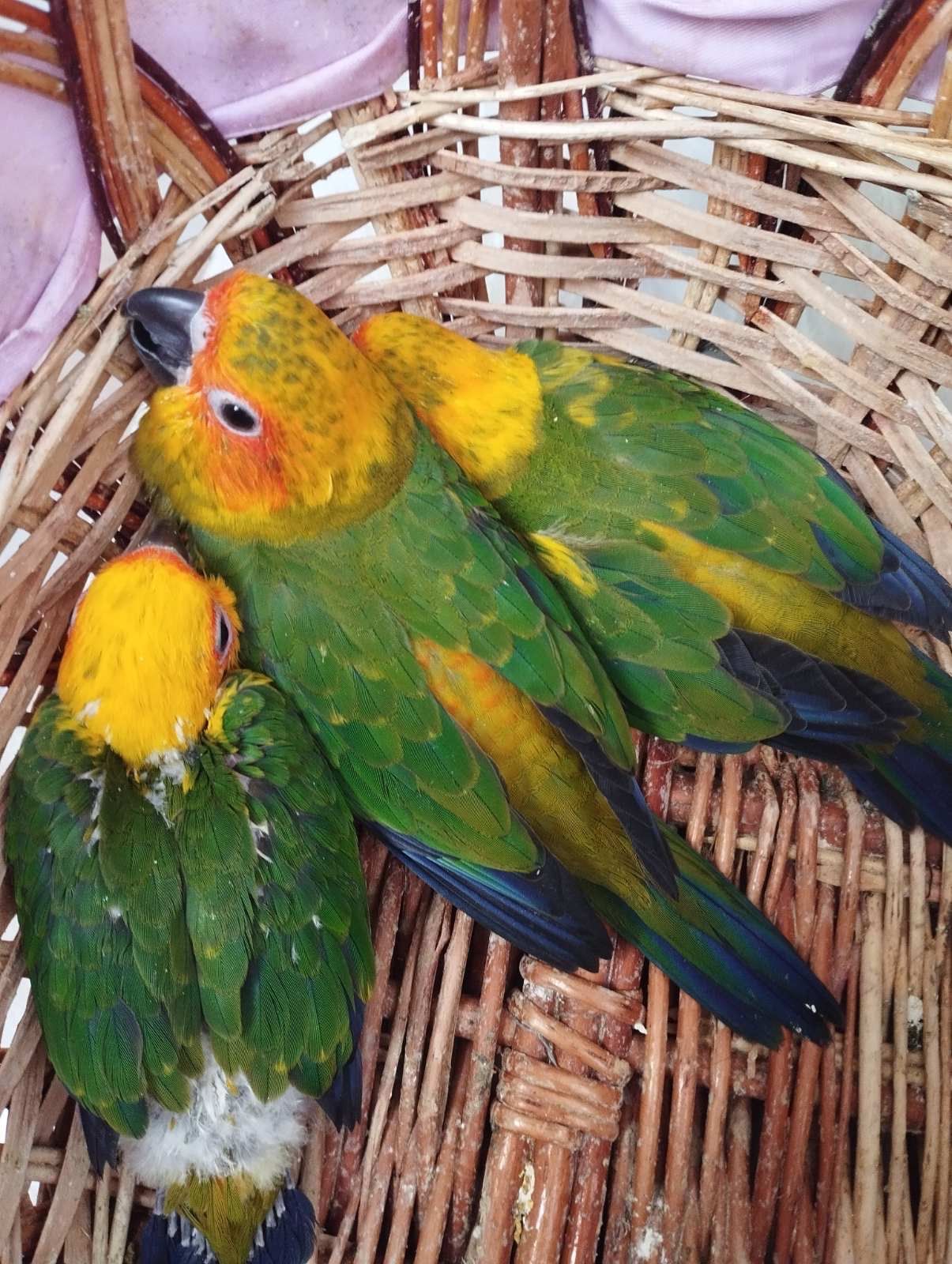 Дуже ручні папуги сонячні аратінги