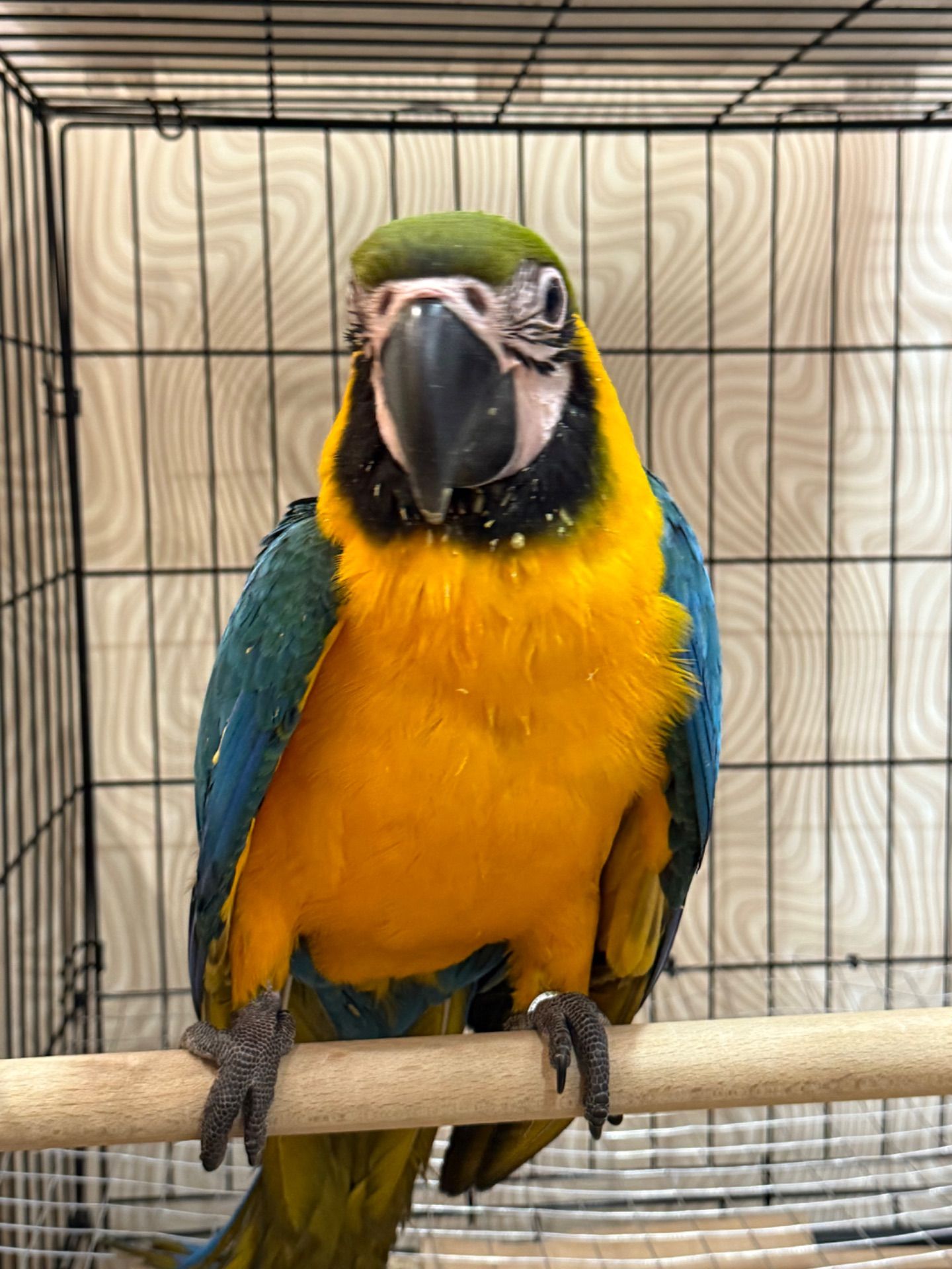 Синьо-жовтий малюк папуги Ара