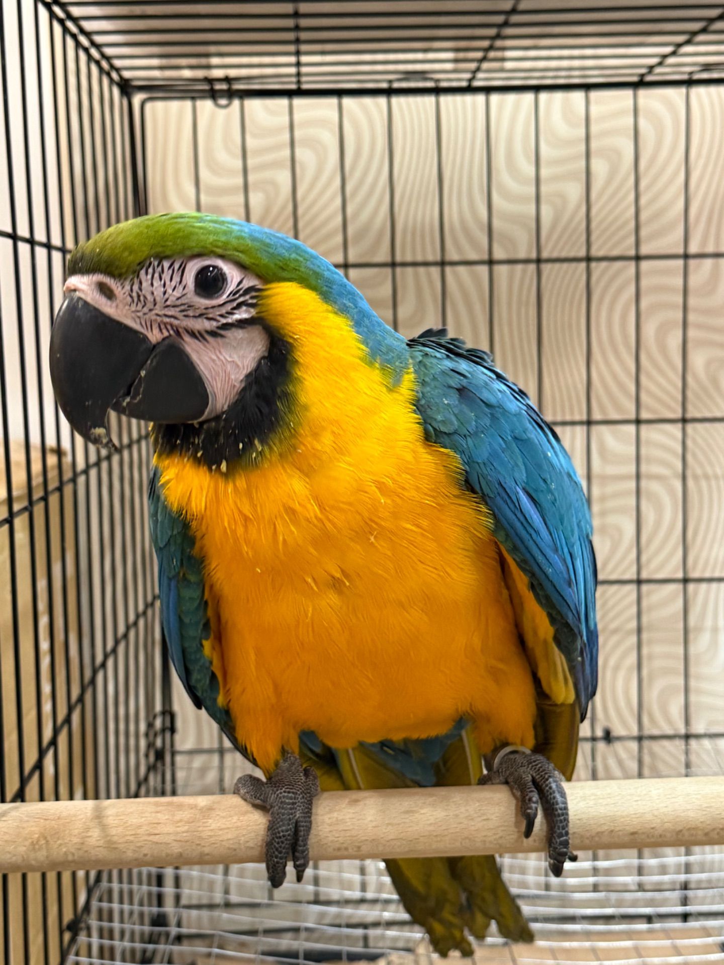 Синьо-жовтий малюк папуги Ара