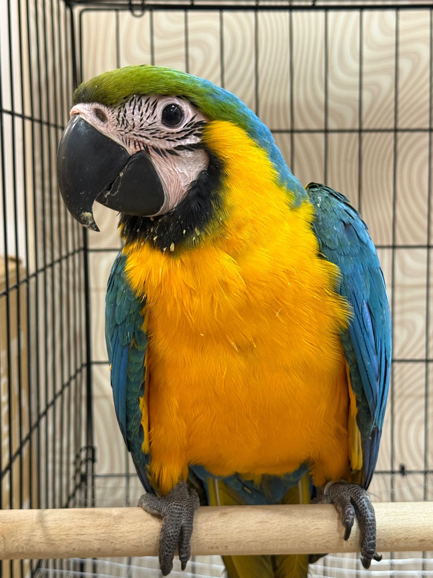 Синьо-жовтий малюк папуги Ара