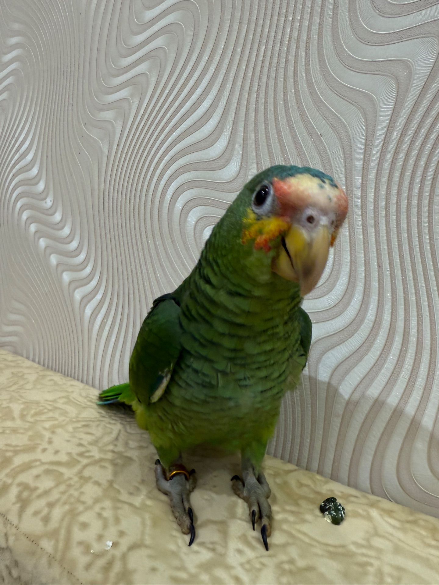 Говорящий папуга Амазон ручний