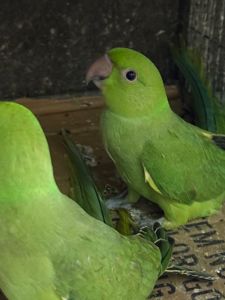 Нимистові ожерелові папуги пташенятка