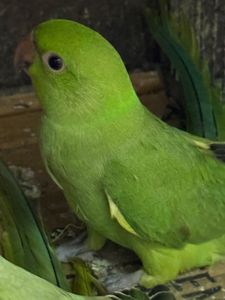 Нимистові ожерелові папуги пташенятка