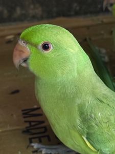 Нимистові ожерелові папуги пташенятка