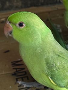 Нимистові ожерелові папуги пташенятка