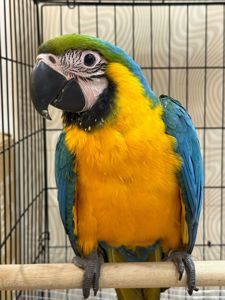 Синьо-жовтий малюк папуги Ара