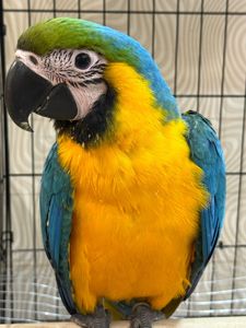 Синьо-жовтий малюк папуги Ара