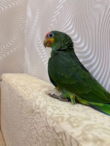 Говорящий папуга Амазон ручний