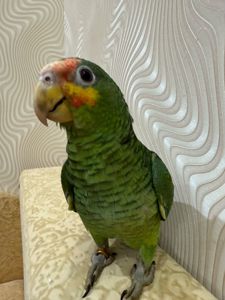 Говорящий папуга Амазон ручний