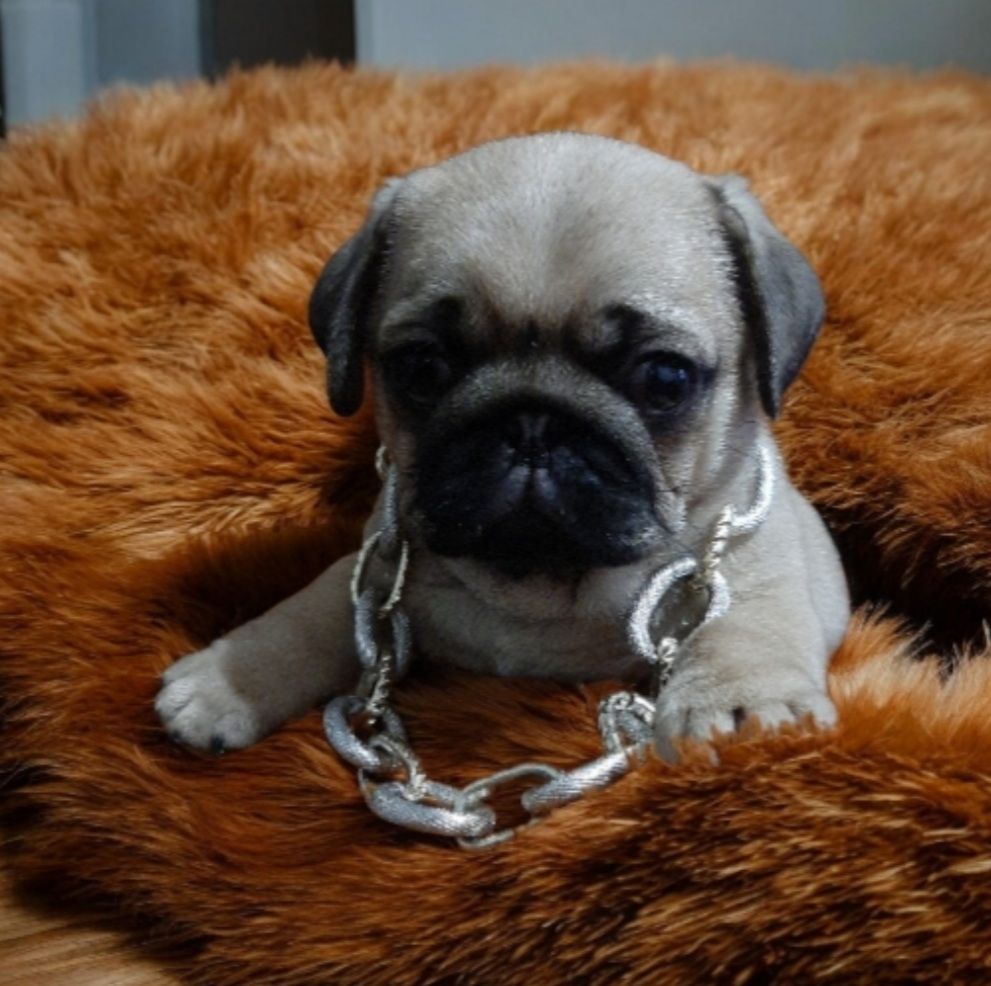 Шикарний красень!