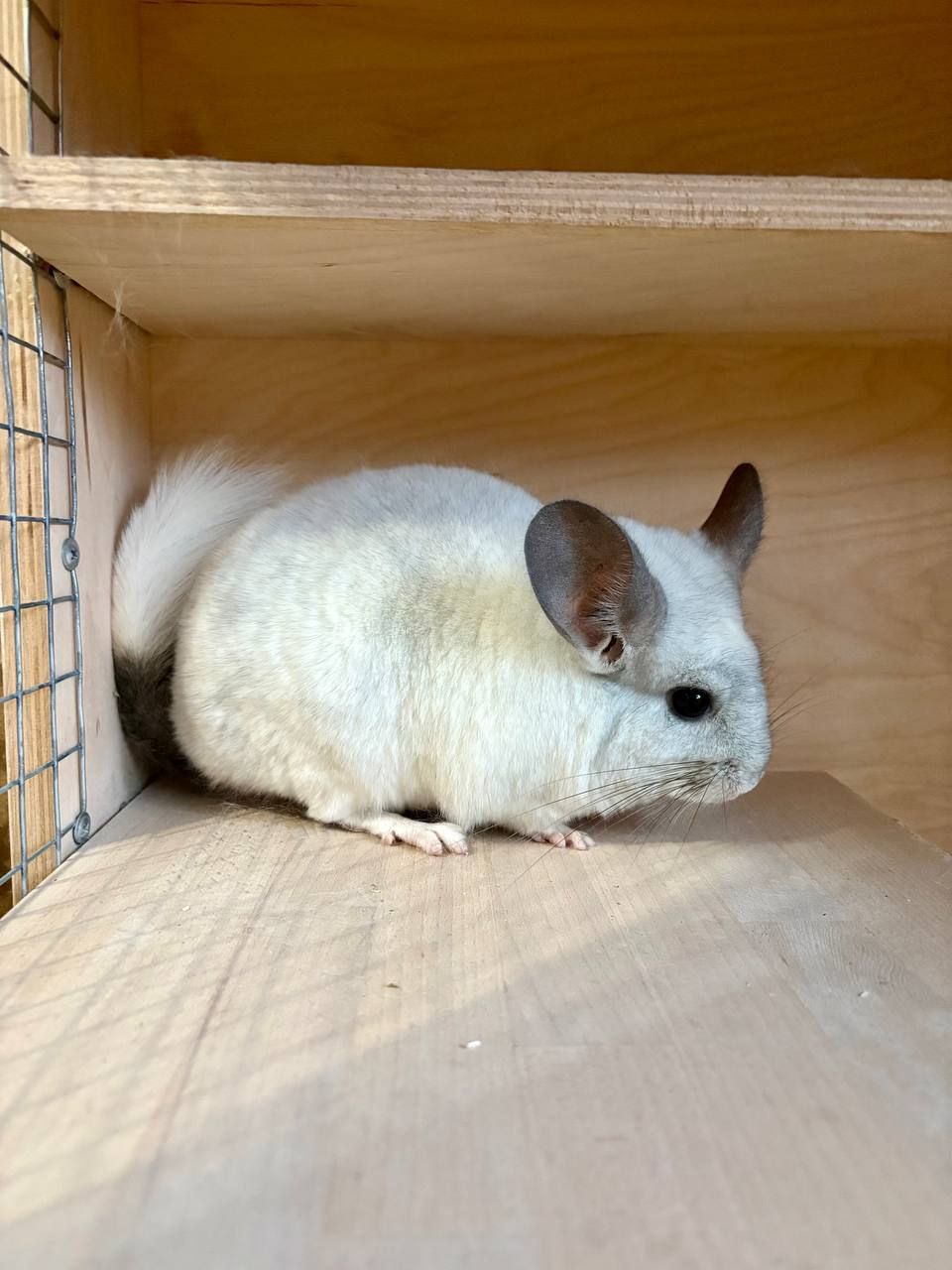 У найкращі ручки продам дівчинку шиншиллу за заниженою ціною.